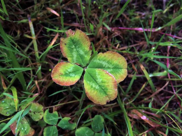 Jetel plazivý (Trifolium repens L.) - čtyřlístek (6)