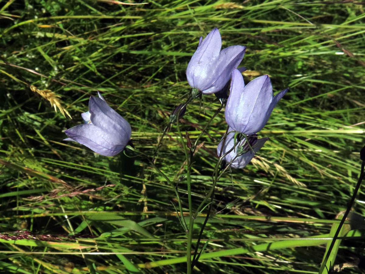 Zvonek okrouhlolistý (Campanula rotundifolia L.) se světlými květy (4a)