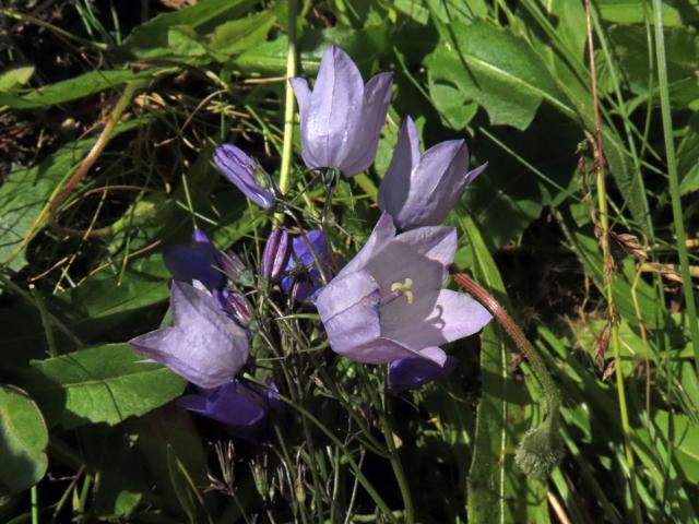 Zvonek okrouhlolistý (Campanula rotundifolia L.) se světlými květy (4b)