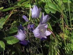 Zvonek okrouhlolistý (Campanula rotundifolia L.) se světlými květy (4b)