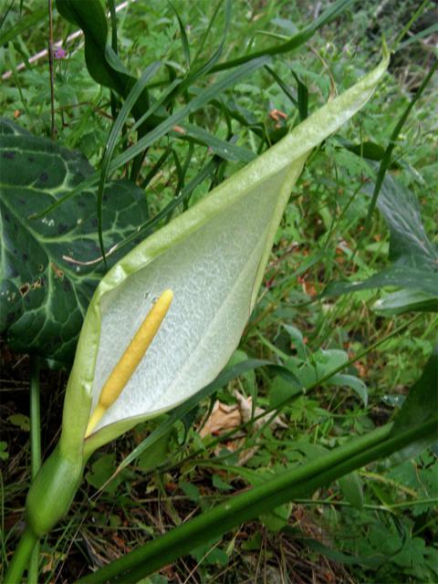 Áron italský (Arum italicum Mill.)