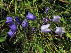 Zvonek okrouhlolistý (Campanula rotundifolia L.) se světlými květy (4c)