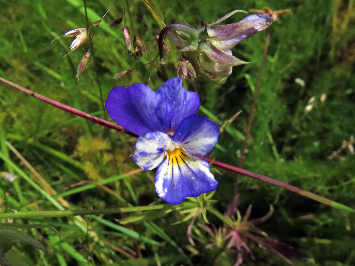 Violka trojbarevná (Viola tricolor L.) se skvrnitými květy (1)