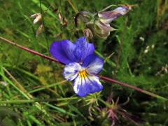 Violka trojbarevná (Viola tricolor L.) se skvrnitými květy