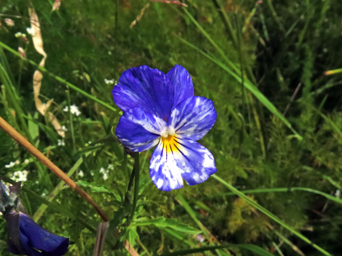 Violka trojbarevná (Viola tricolor L.) se skvrnitými květy (2)