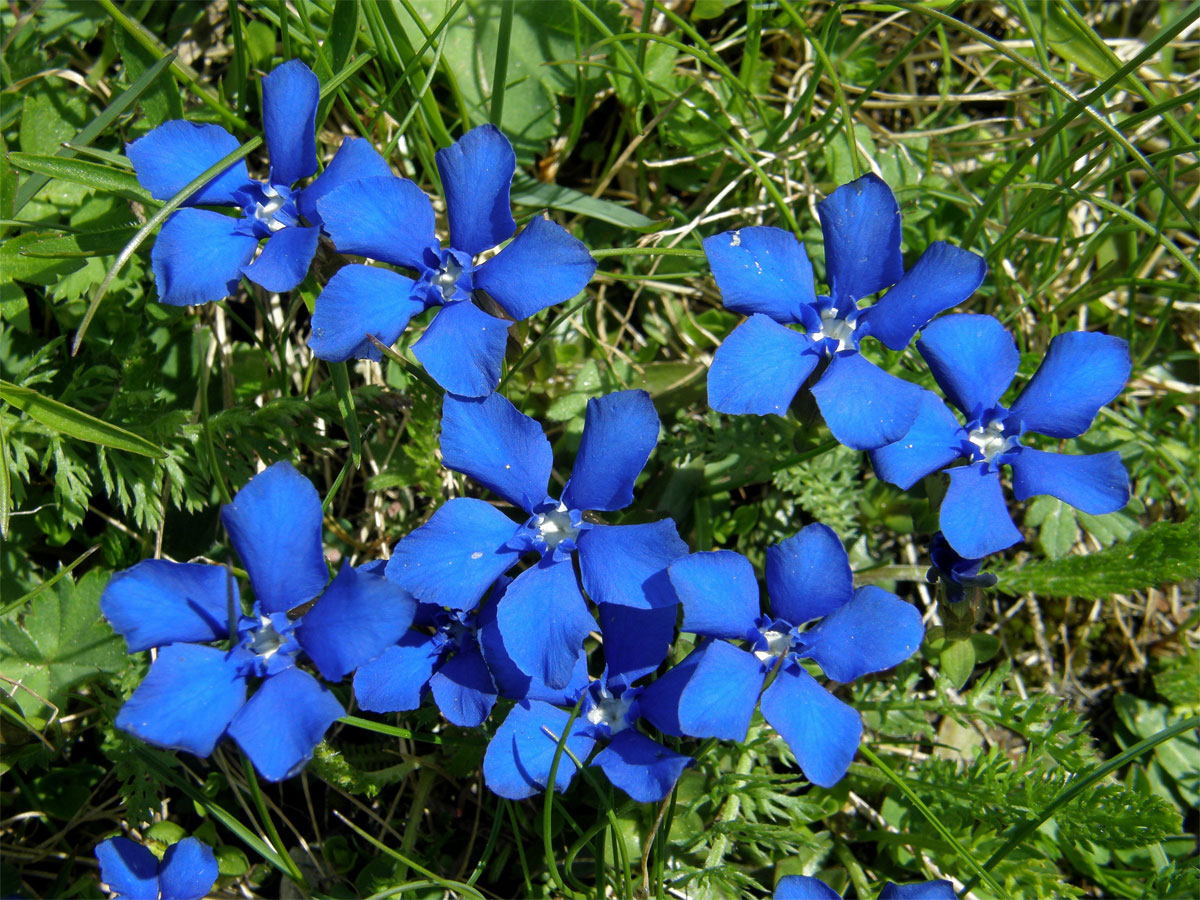 Hořec jarní (Gentiana verna  L.)