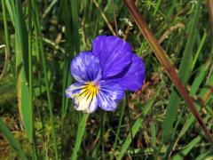 Violka trojbarevná (Viola tricolor L.) se skvrnitými květy (3)