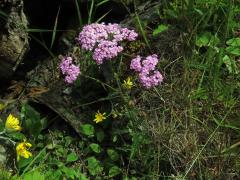 Řebříček obecný (Achillea millefolium L.)