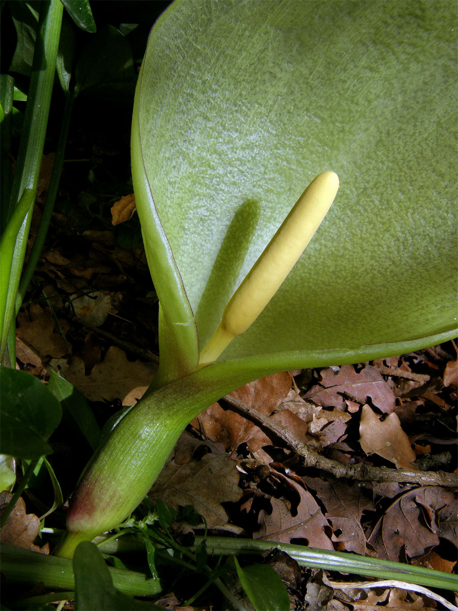 Áron italský (Arum italicum Mill.)