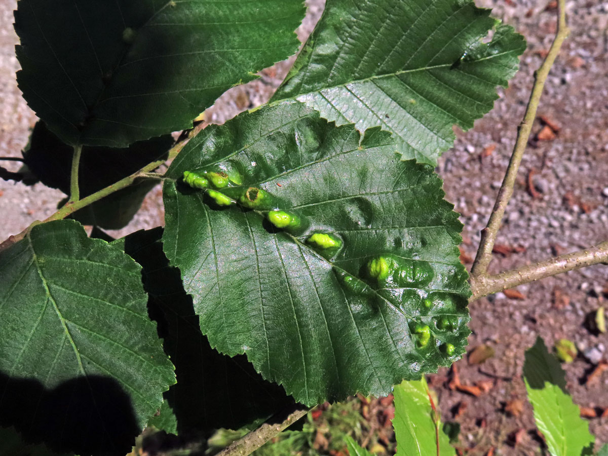 Hálky vlnovníka (Eriophyes inangulis) na olši šedé (Alnus incana)