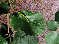 Hálky vlnovníka (Eriophyes inangulis) na olši šedé (Alnus incana)