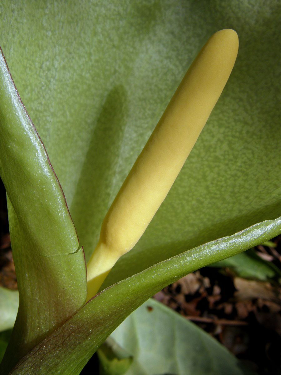 Áron italský (Arum italicum Mill.)