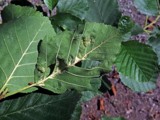 Hálky vlnovníka (Eriophyes inangulis) na olši šedé (Alnus incana)