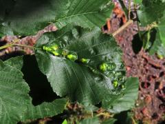 Hálky vlnovníka (Eriophyes inangulis) na olši šedé (Alnus incana)