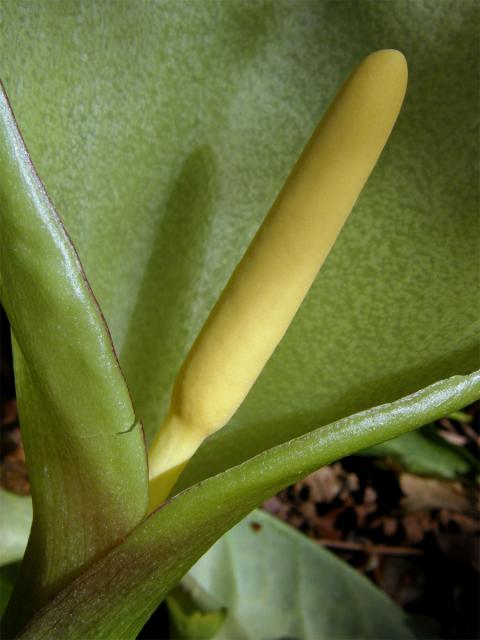 Áron italský (Arum italicum Mill.)