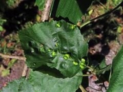 Hálky vlnovníka (Eriophyes inangulis) na olši šedé (Alnus incana)