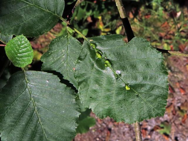 Hálky vlnovníka (Eriophyes inangulis) na olši šedé (Alnus incana)