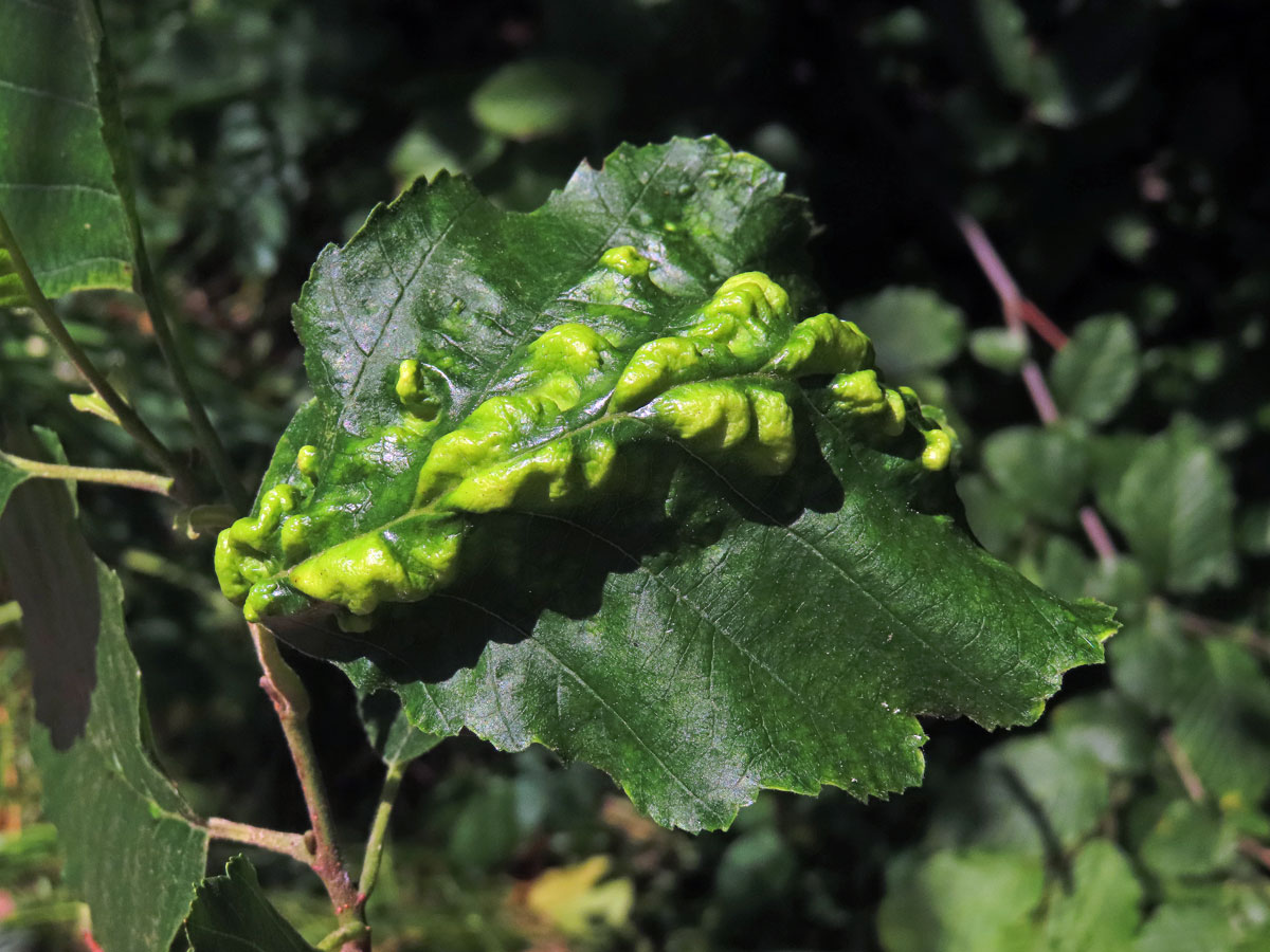 Hálky vlnovníka (Eriophyes inangulis) na olši šedé (Alnus incana)