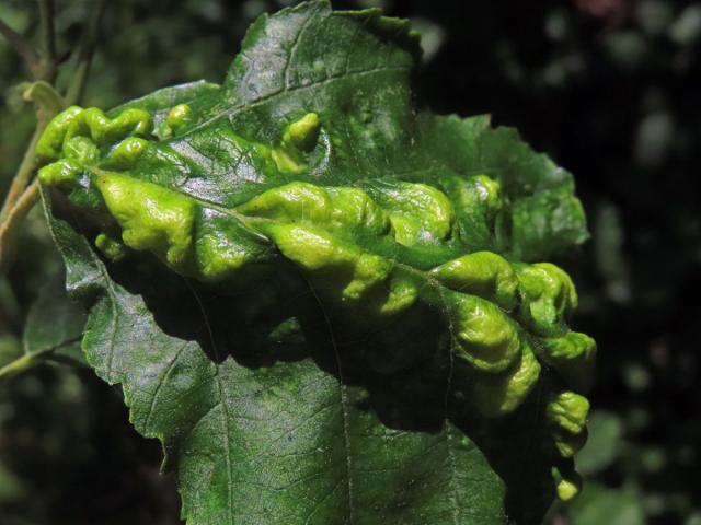 Hálky vlnovníka (Eriophyes inangulis) na olši šedé (Alnus incana)