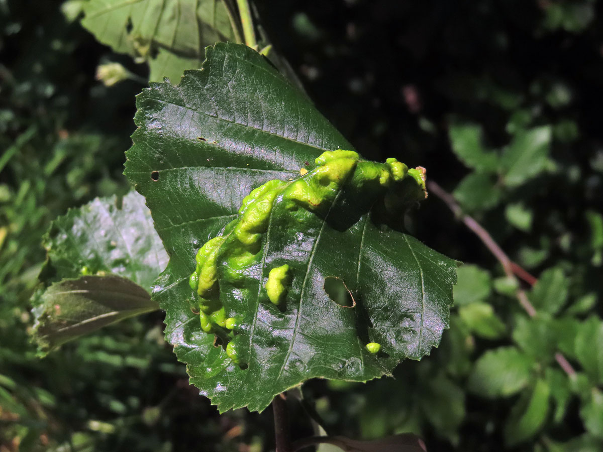 Hálky vlnovníka (Eriophyes inangulis) na olši šedé (Alnus incana)