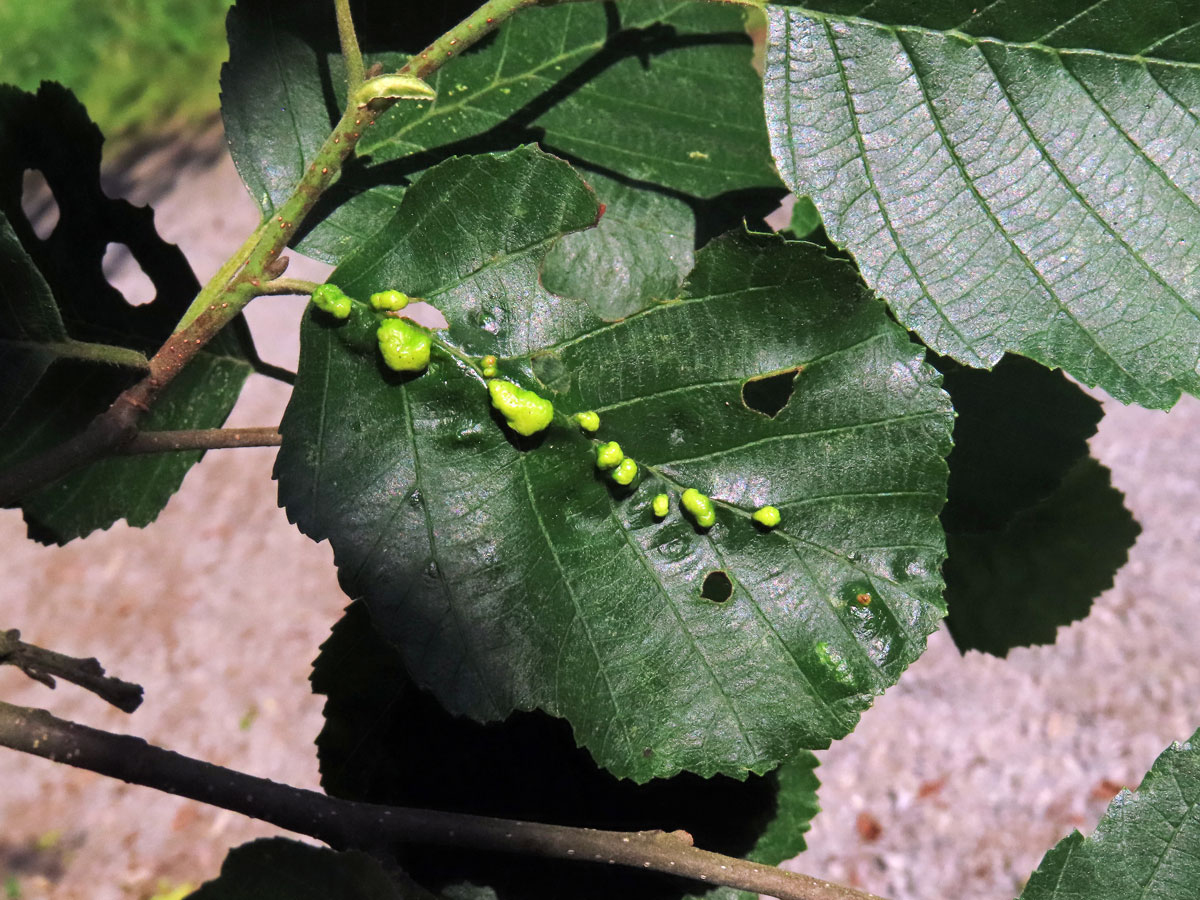 Hálky vlnovníka (Eriophyes inangulis) na olši šedé (Alnus incana)