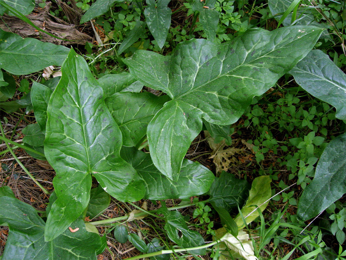 Áron italský (Arum italicum Mill.)