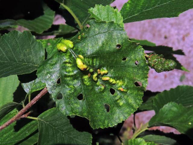 Hálky vlnovníka (Eriophyes inangulis) na olši šedé (Alnus incana)