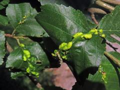 Hálky vlnovníka (Eriophyes inangulis) na olši šedé (Alnus incana)