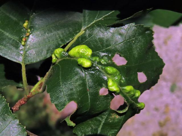 Hálky vlnovníka (Eriophyes inangulis) na olši šedé (Alnus incana)