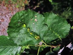 Hálky vlnovníka (Eriophyes inangulis) na olši šedé (Alnus incana)