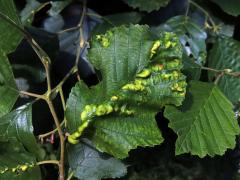 Hálky vlnovníka (Eriophyes inangulis) na olši šedé (Alnus incana)