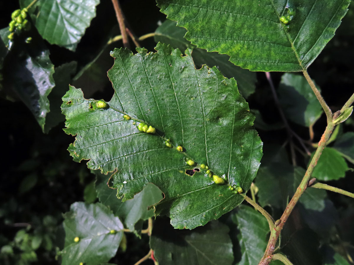 Hálky vlnovníka (Eriophyes inangulis) na olši šedé (Alnus incana)