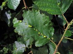 Hálky vlnovníka (Eriophyes inangulis) na olši šedé (Alnus incana)