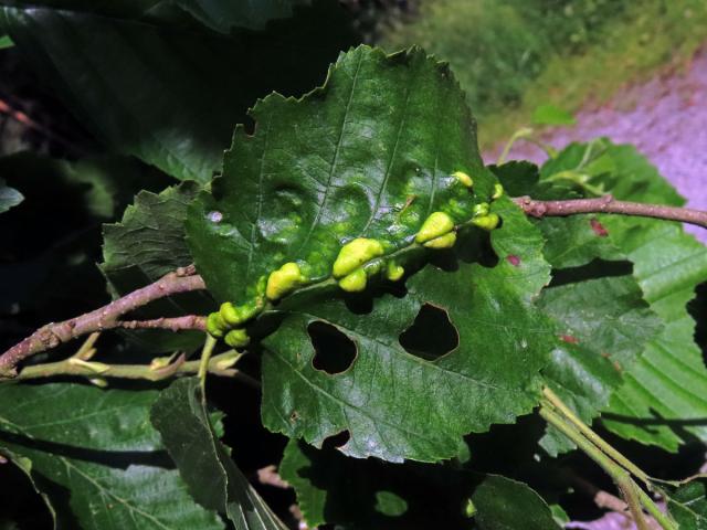 Hálky vlnovníka (Eriophyes inangulis) na olši šedé (Alnus incana)