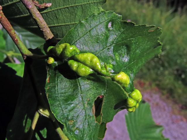 Hálky vlnovníka (Eriophyes inangulis) na olši šedé (Alnus incana)