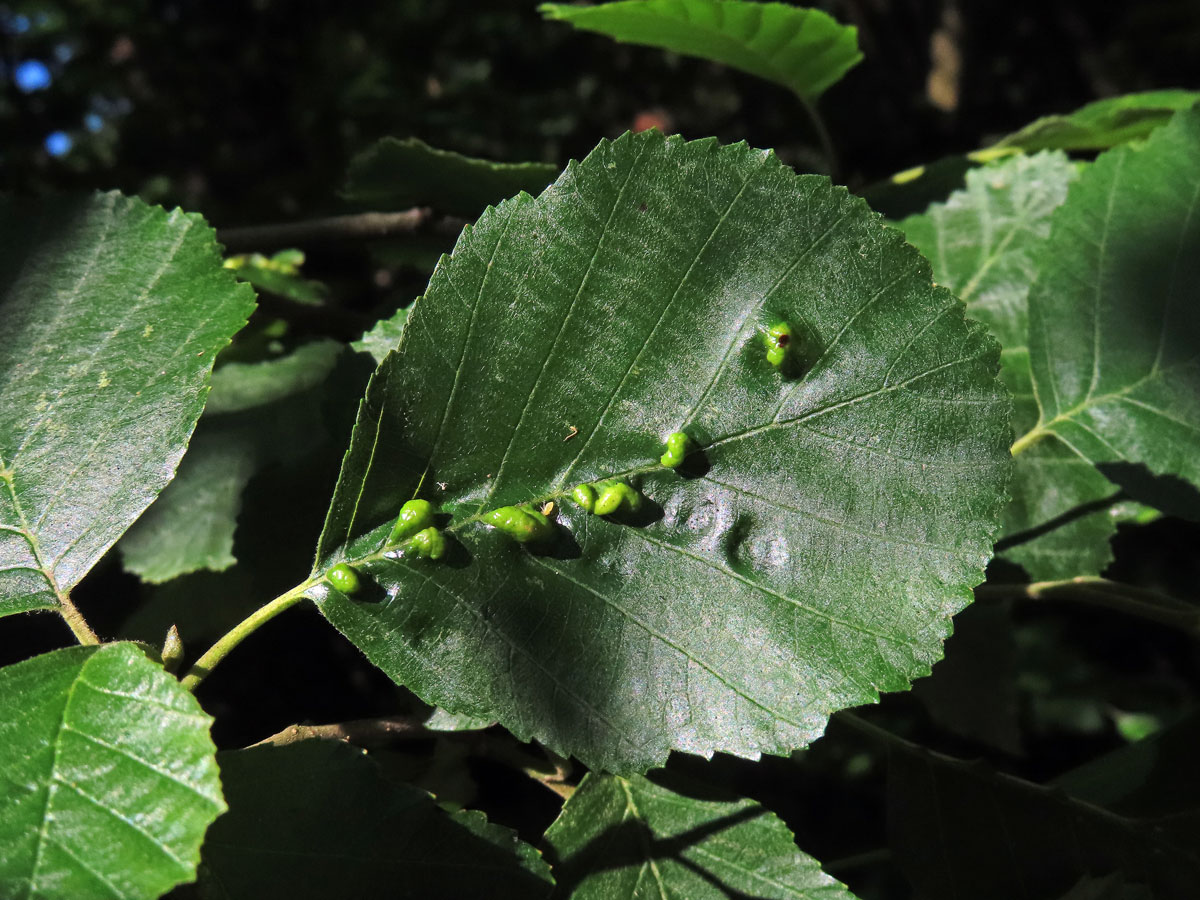 Hálky vlnovníka (Eriophyes inangulis) na olši šedé (Alnus incana)