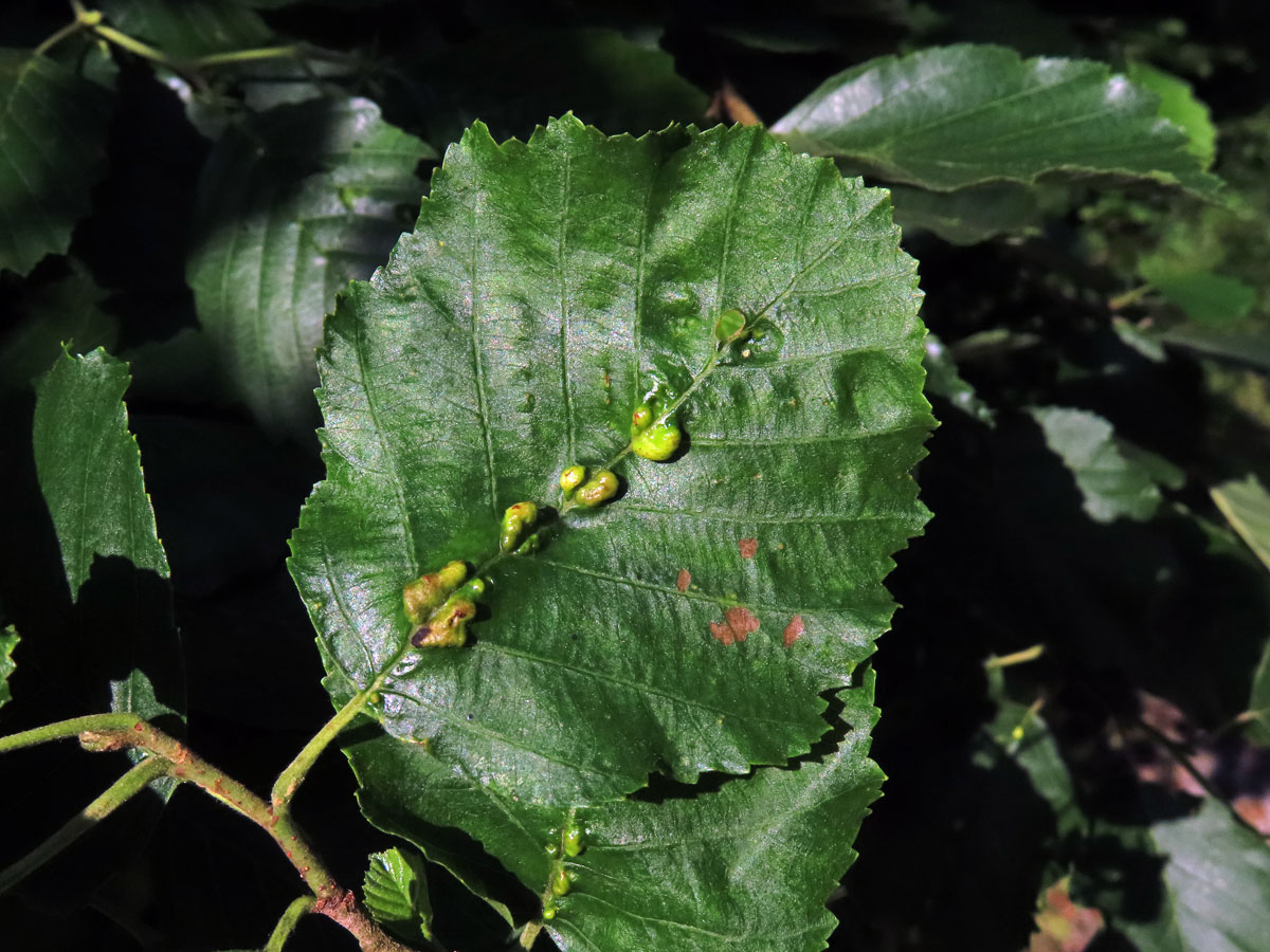 Hálky vlnovníka (Eriophyes inangulis) na olši šedé (Alnus incana)