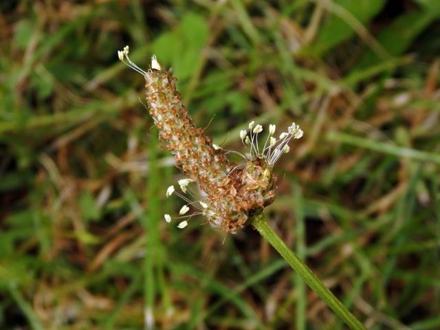 Jitrocel kopinatý (Plantago lanceolata L.) - větvené květenství (29)