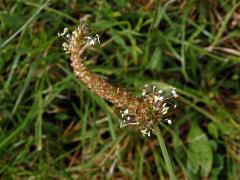 Jitrocel kopinatý (Plantago lanceolata L.) - větvené květenství (30)