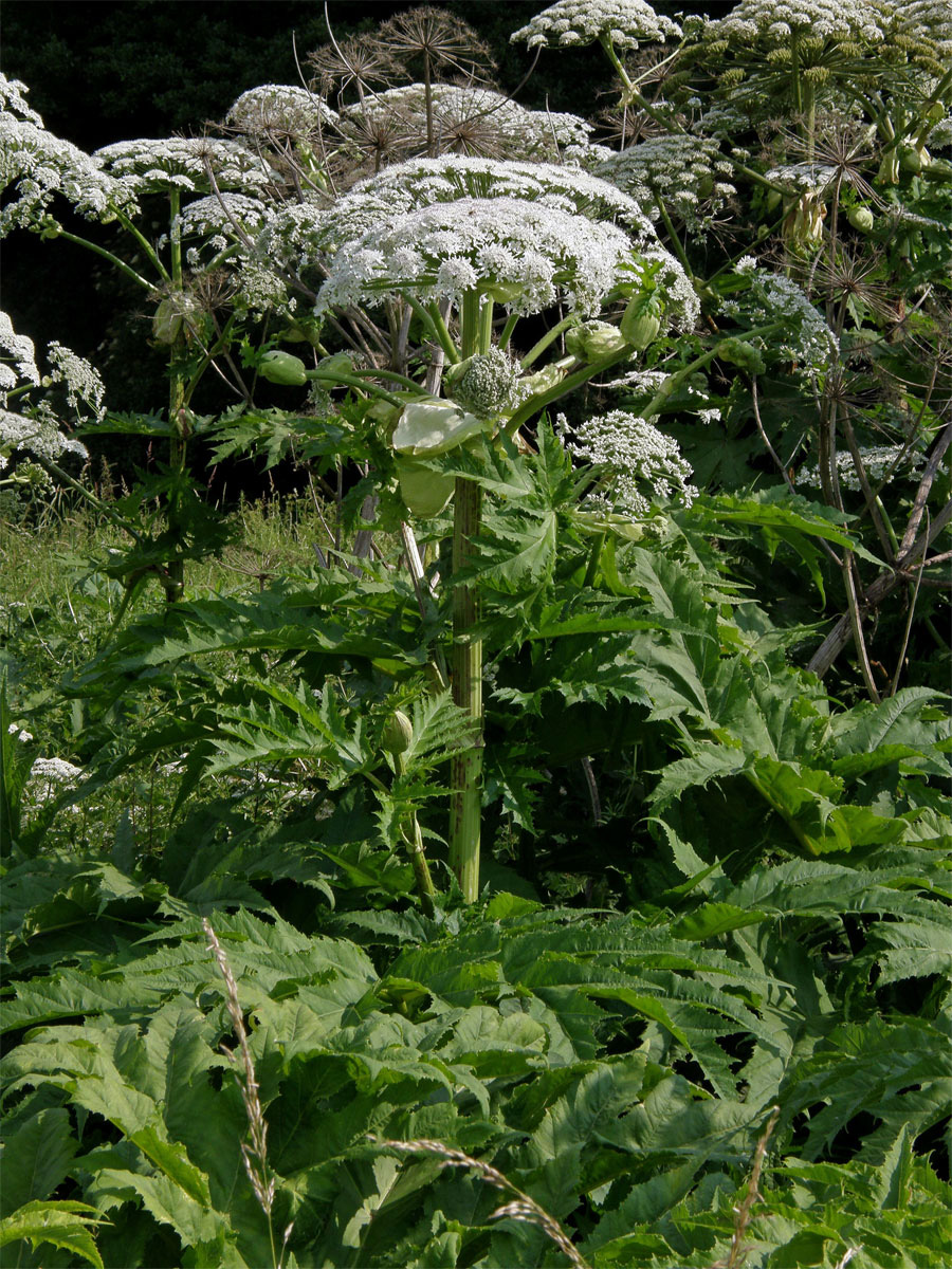 Bolševník velkolepý (Heracleum mantegazzianum Sommier et Levier)