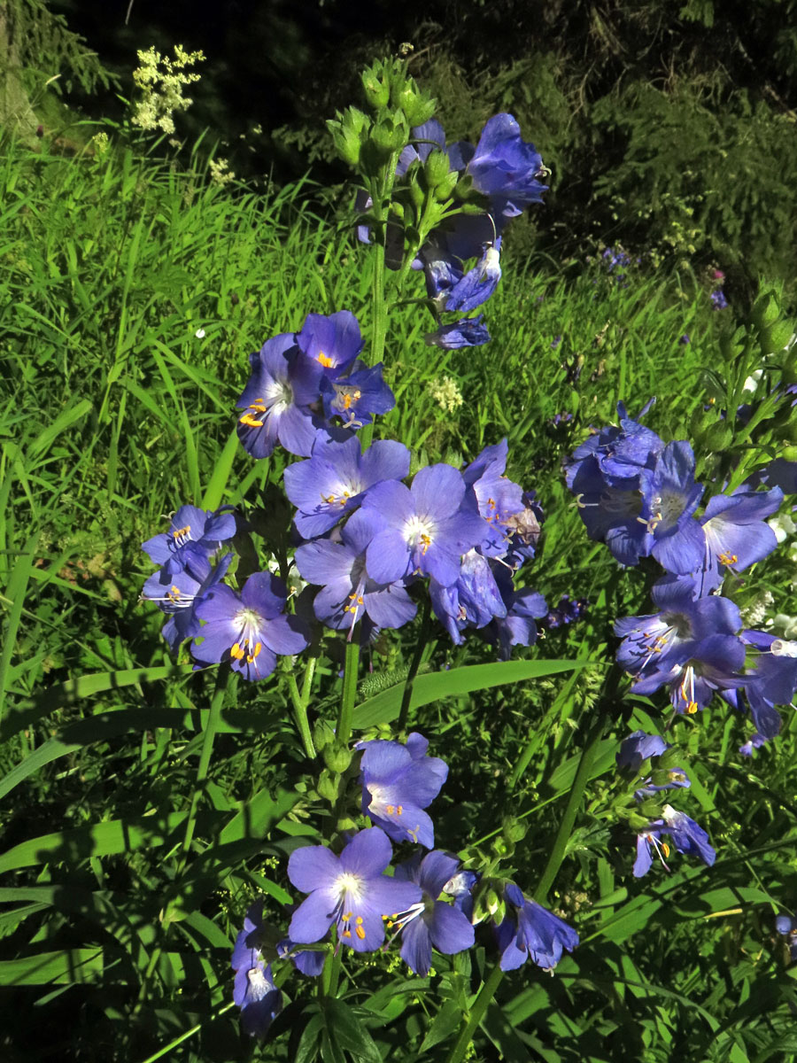 Jirnice modrá (Polemonium coeruleum L.)