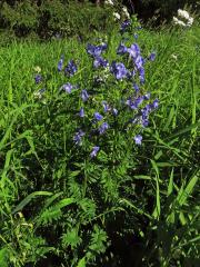 Jirnice modrá (Polemonium coeruleum L.)