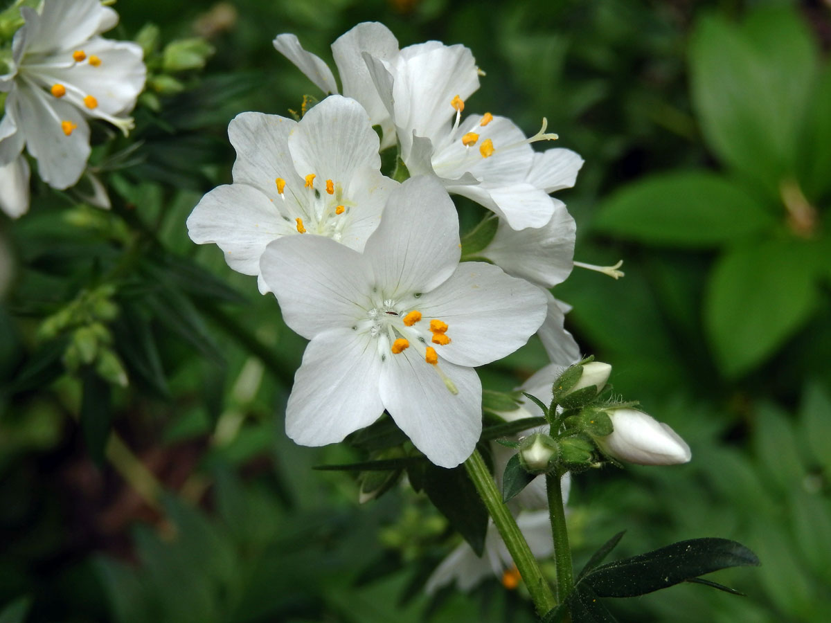 Jirnice modrá (Polemonium coeruleum L.) s bílými květy