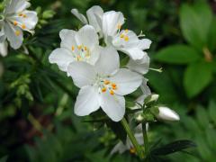 Atypická barva květů jirnice modré (Polemonium coeruleum L.) 