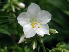 Jirnice modrá (Polemonium coeruleum L.) s bílými květy