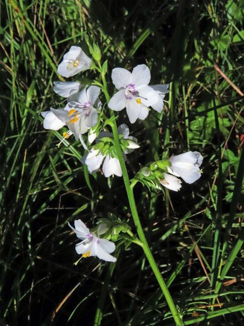 Jirnice modrá (Polemonium coeruleum L.) s bílými květy