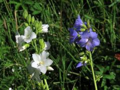 Jirnice modrá (Polemonium coeruleum L.) s bílými květy