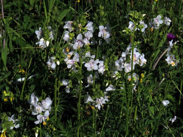 Jirnice modrá (Polemonium coeruleum L.) s bílými květy