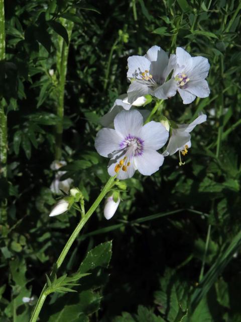 Jirnice modrá (Polemonium coeruleum L.) s bílými květy