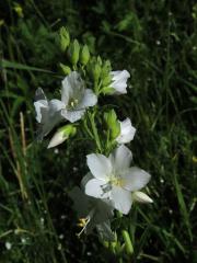 Jirnice modrá (Polemonium coeruleum L.) s bílými květy